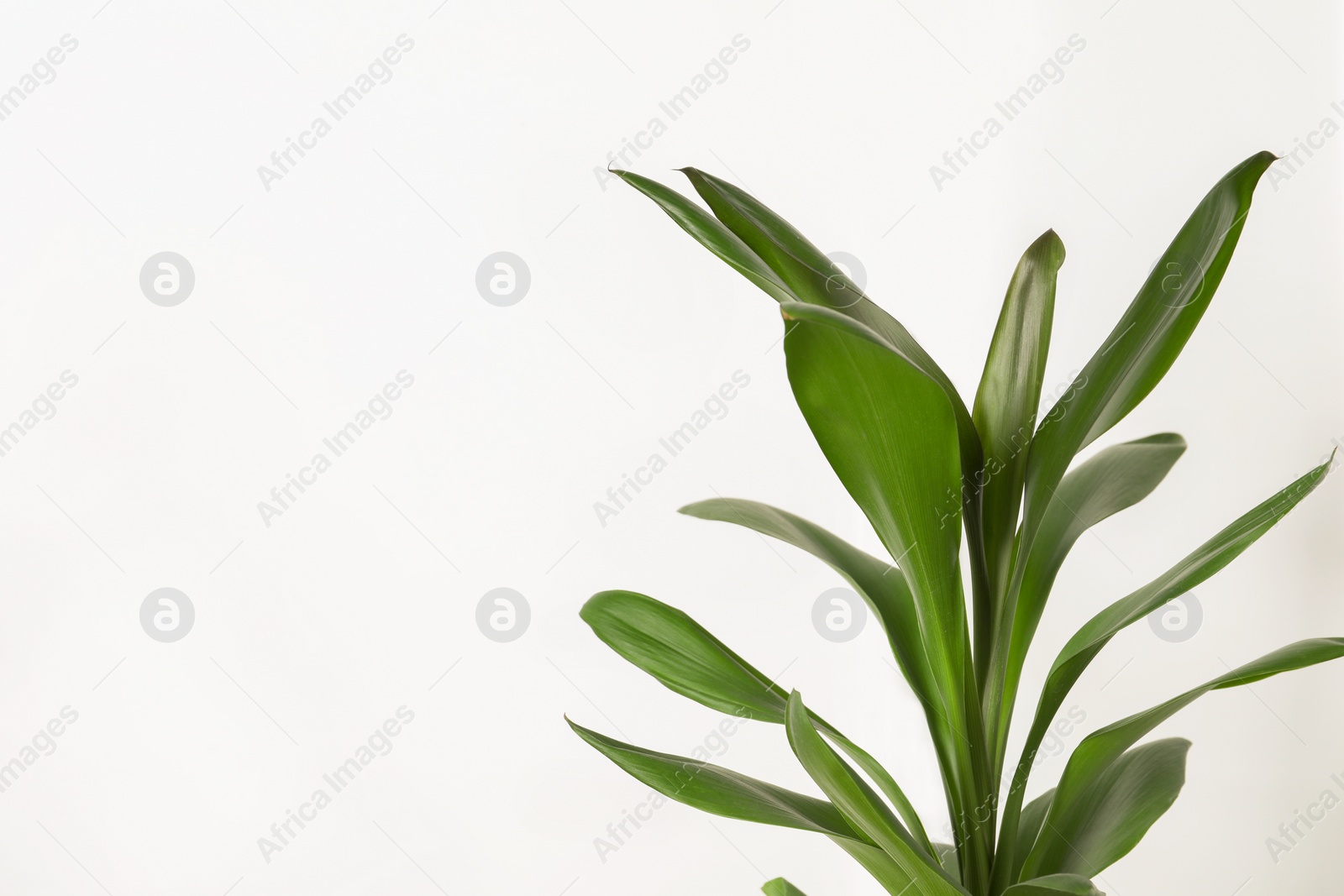 Photo of Beautiful dracaena plant near white wall, space for text. House decor