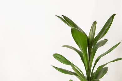 Beautiful dracaena plant near white wall, space for text. House decor