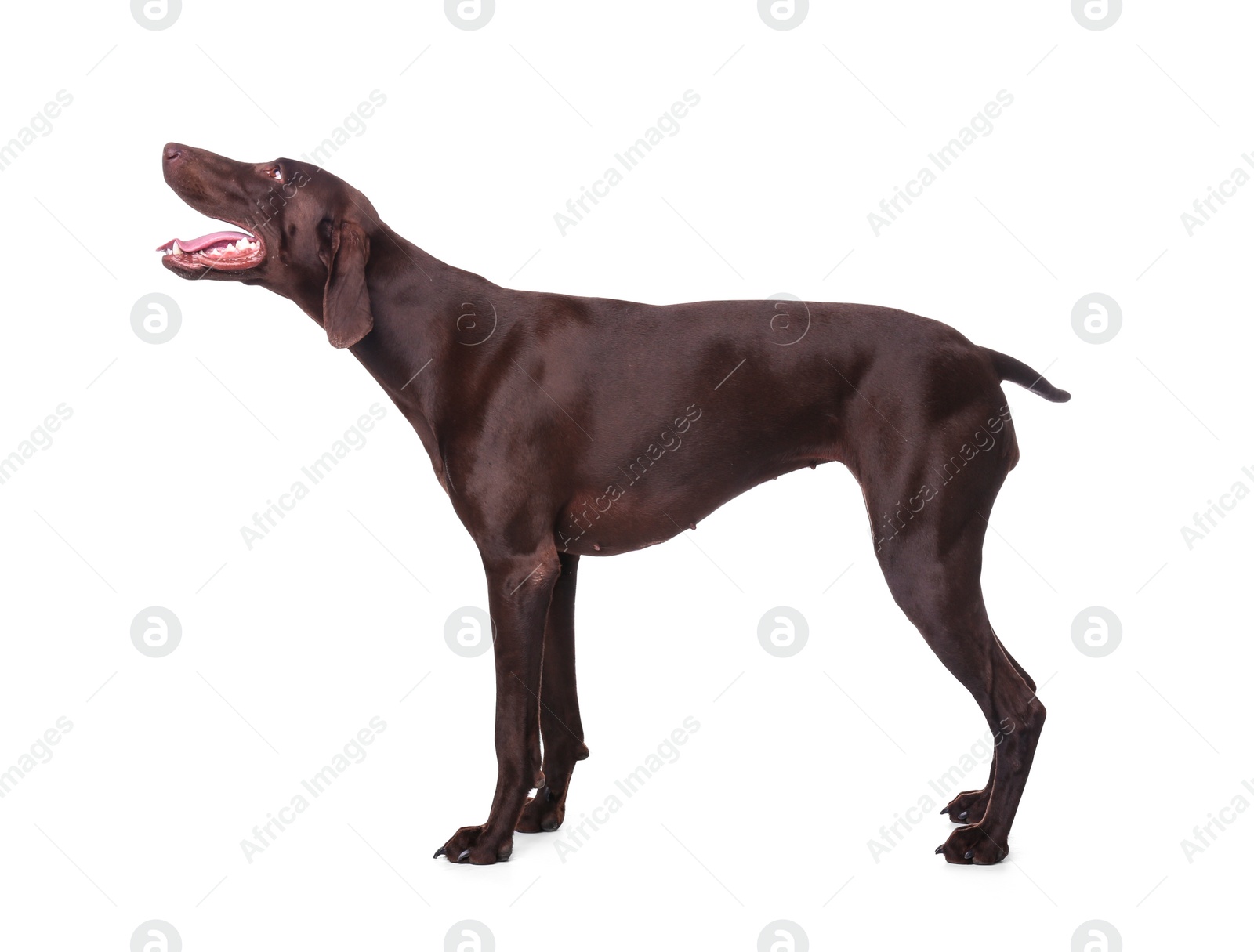 Photo of German Shorthaired Pointer dog on white background