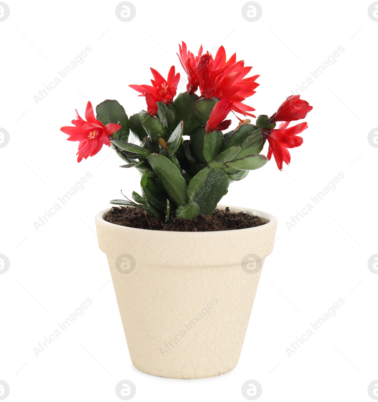 Photo of Beautiful red Schlumbergera (Christmas or Thanksgiving cactus) isolated on white