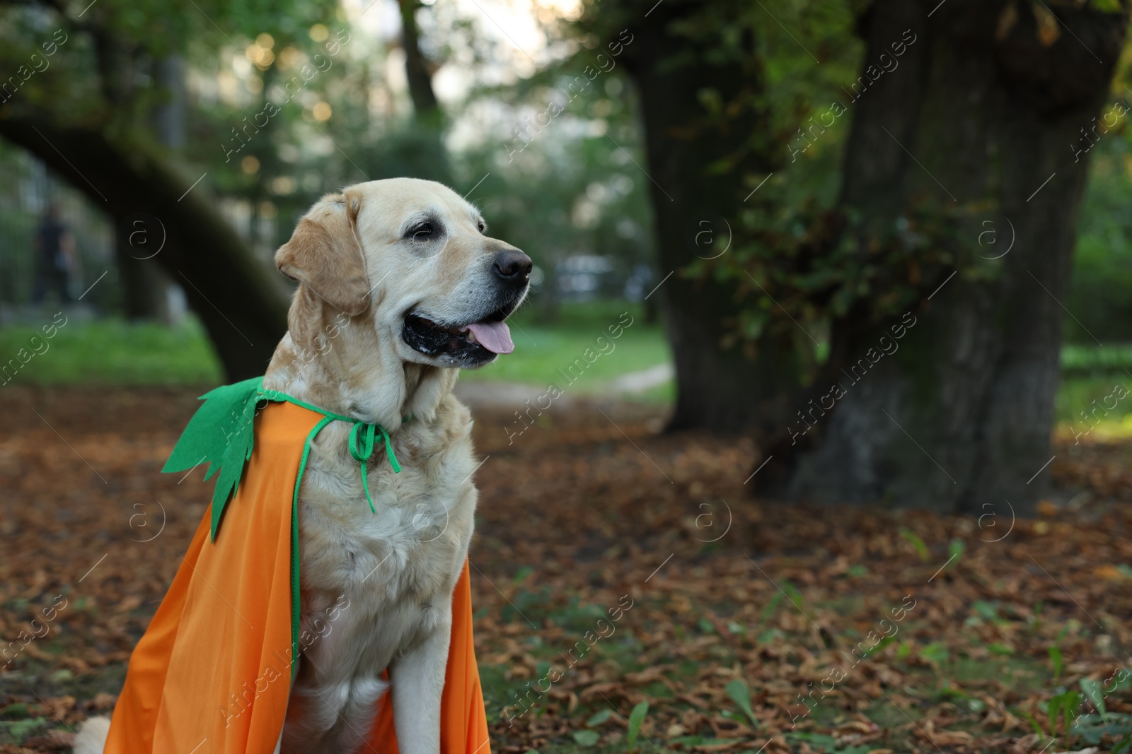 Photo of Cute Labrador Retriever dog wearing Halloween costume in autumn park. Space for text