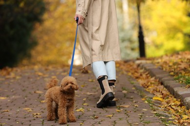 Photo of Woman with cute Maltipoo dog on leash walking in autumn park, closeup