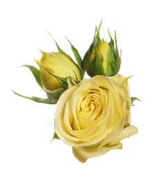 Beautiful fresh yellow roses isolated on white