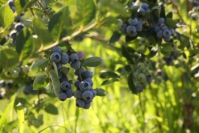 Photo of Wild blueberries growing outdoors, closeup. Seasonal berries