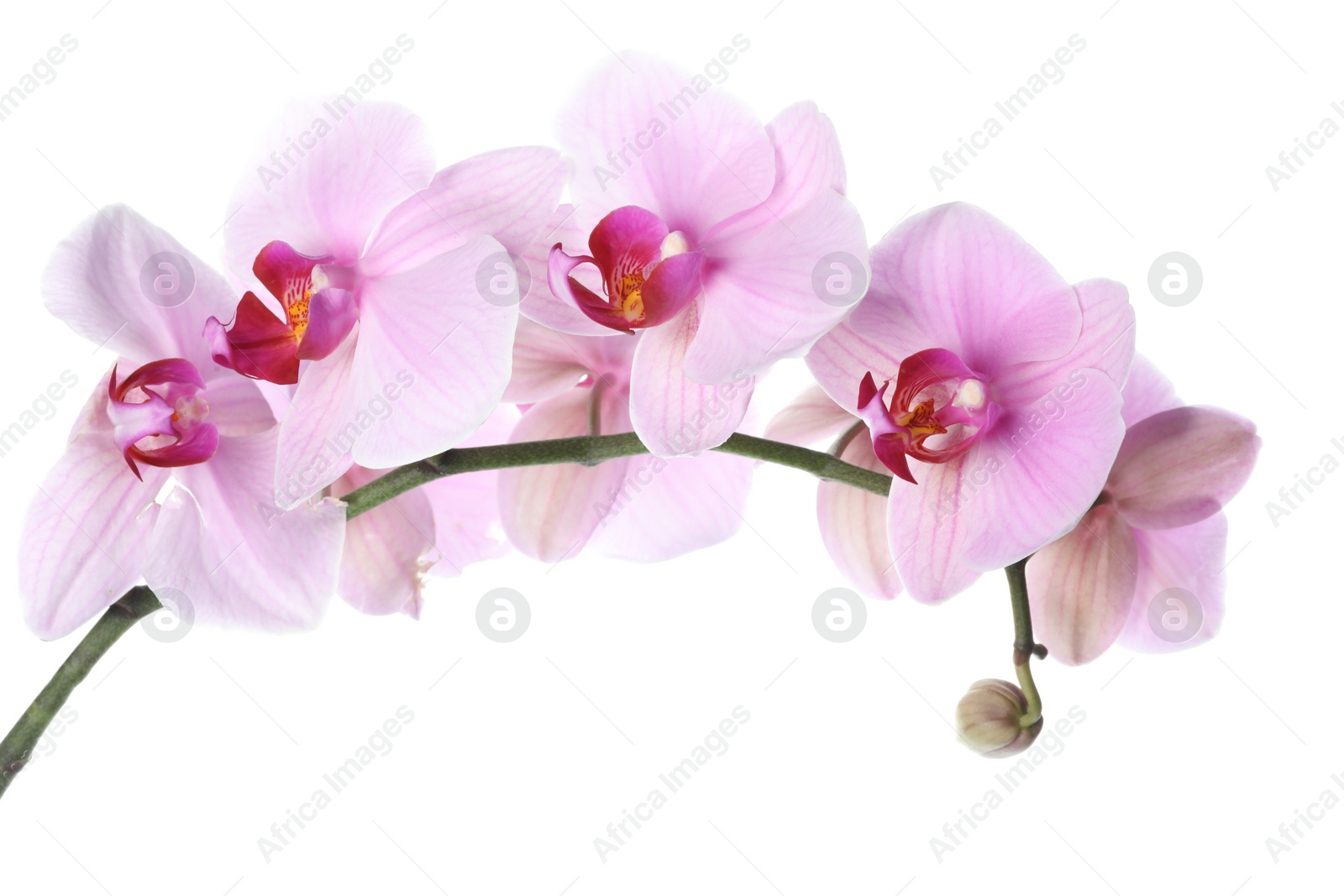 Photo of Branch of beautiful pink Phalaenopsis orchid isolated on white