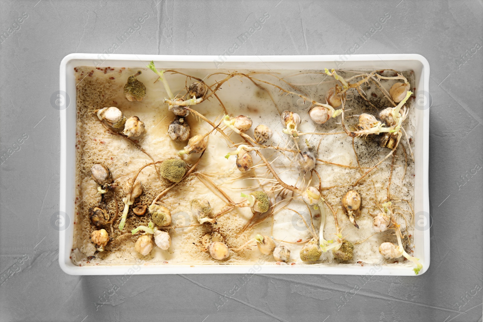 Photo of Container with sprouted chickpeas on grey table, top view. Laboratory research