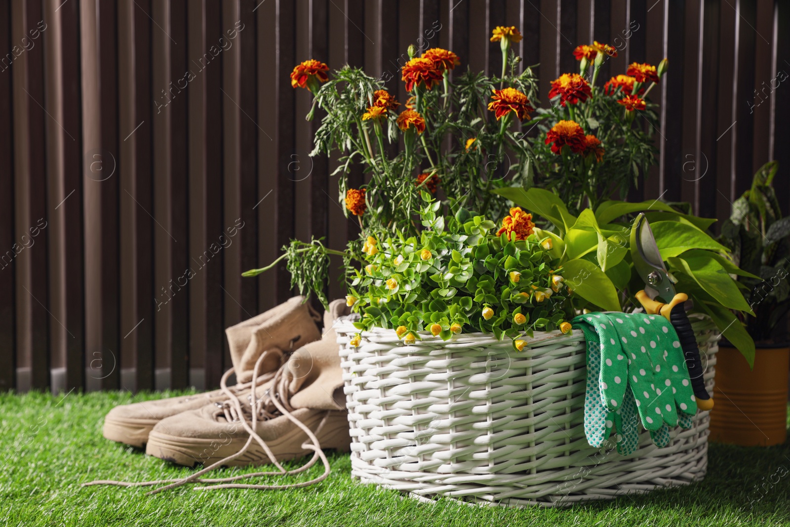 Photo of Basket with blooming plants, gloves and pruner on green grass. Gardening tool