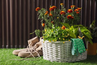 Photo of Basket with blooming plants, gloves and pruner on green grass. Gardening tool