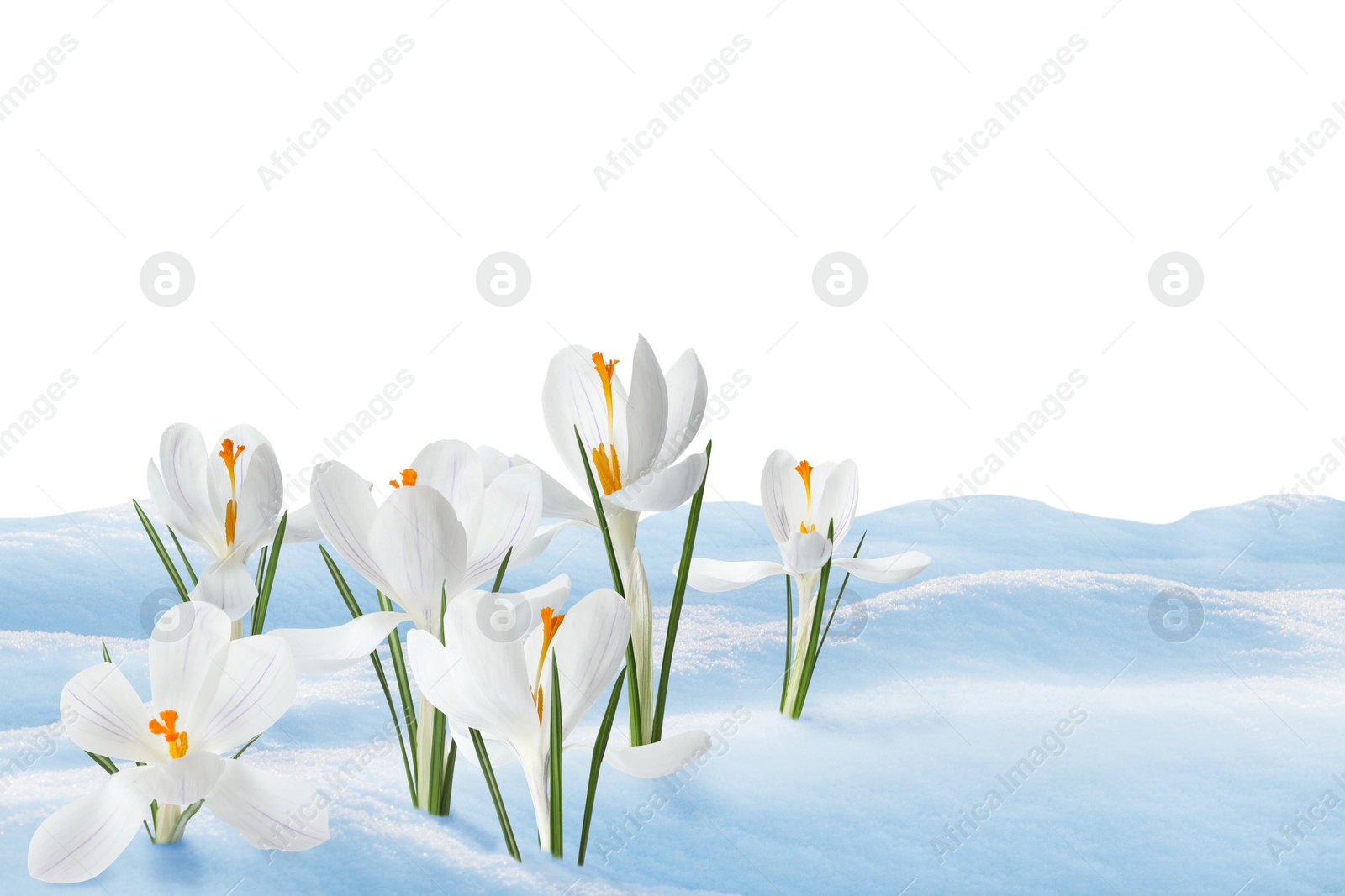 Image of Beautiful crocuses growing through snow against white background. First spring flowers