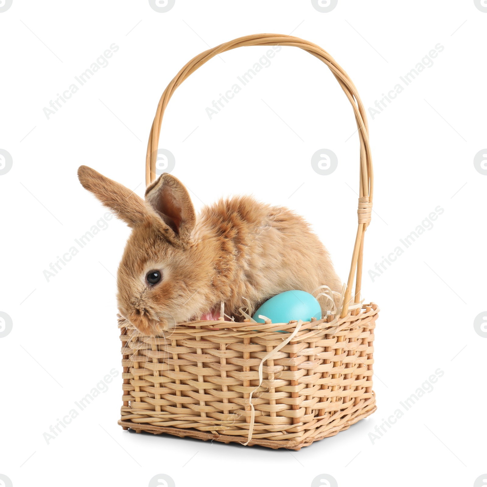 Photo of Adorable furry Easter bunny in wicker basket with dyed eggs on white background