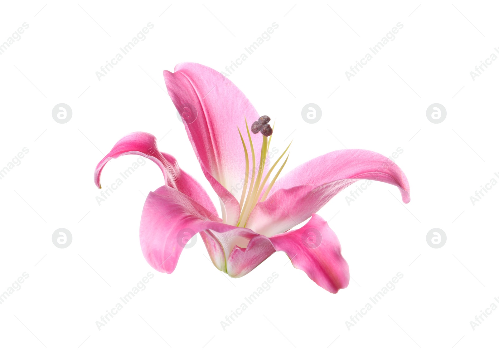 Photo of Beautiful pink lily flower isolated on white