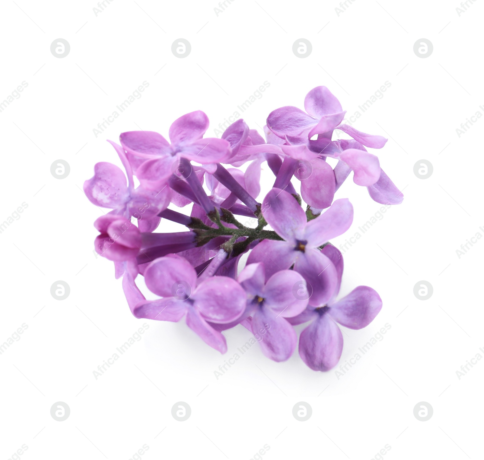 Photo of Beautiful violet lilac blossom isolated on white