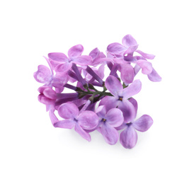 Beautiful violet lilac blossom isolated on white