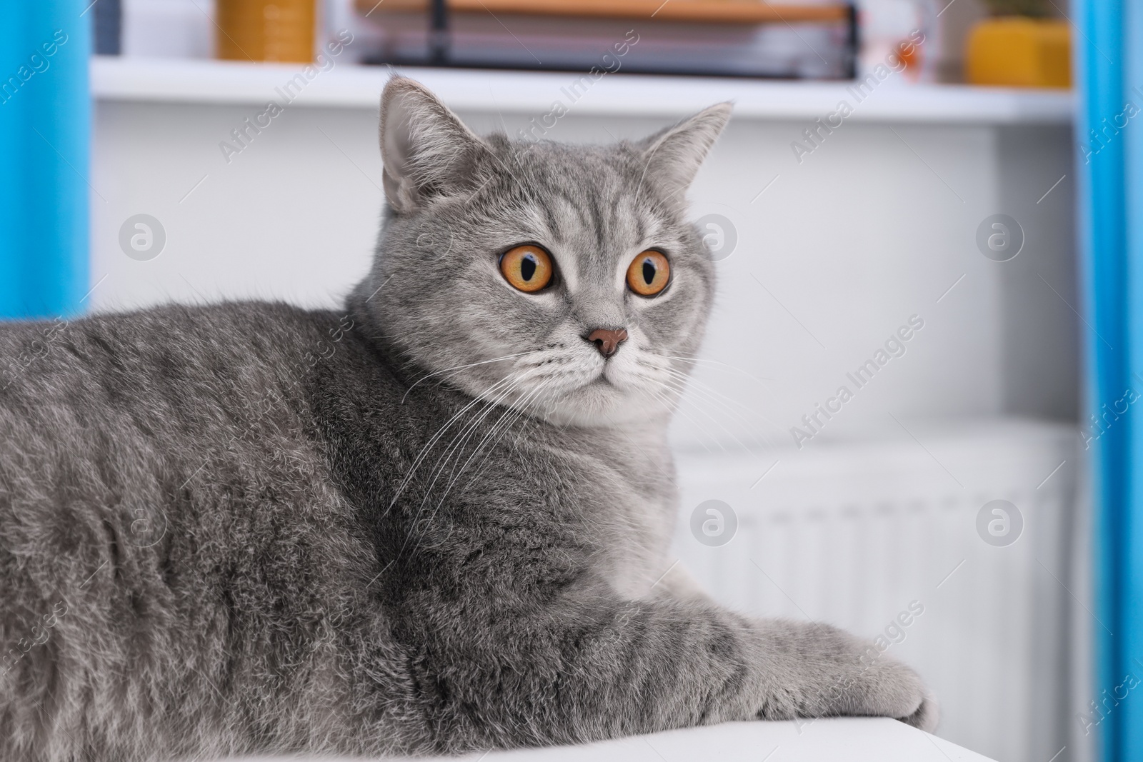 Photo of Cute Scottish straight cat lying on white table at home