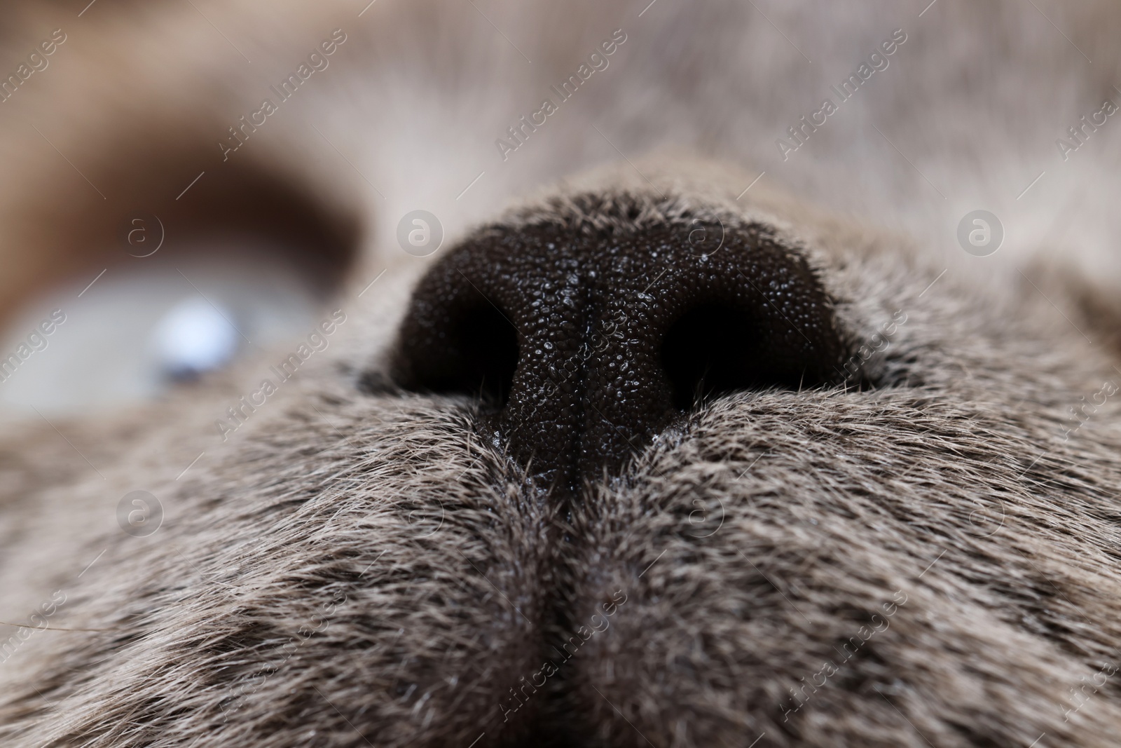 Photo of Adorable cat, macro photo of muzzle. Lovely pet