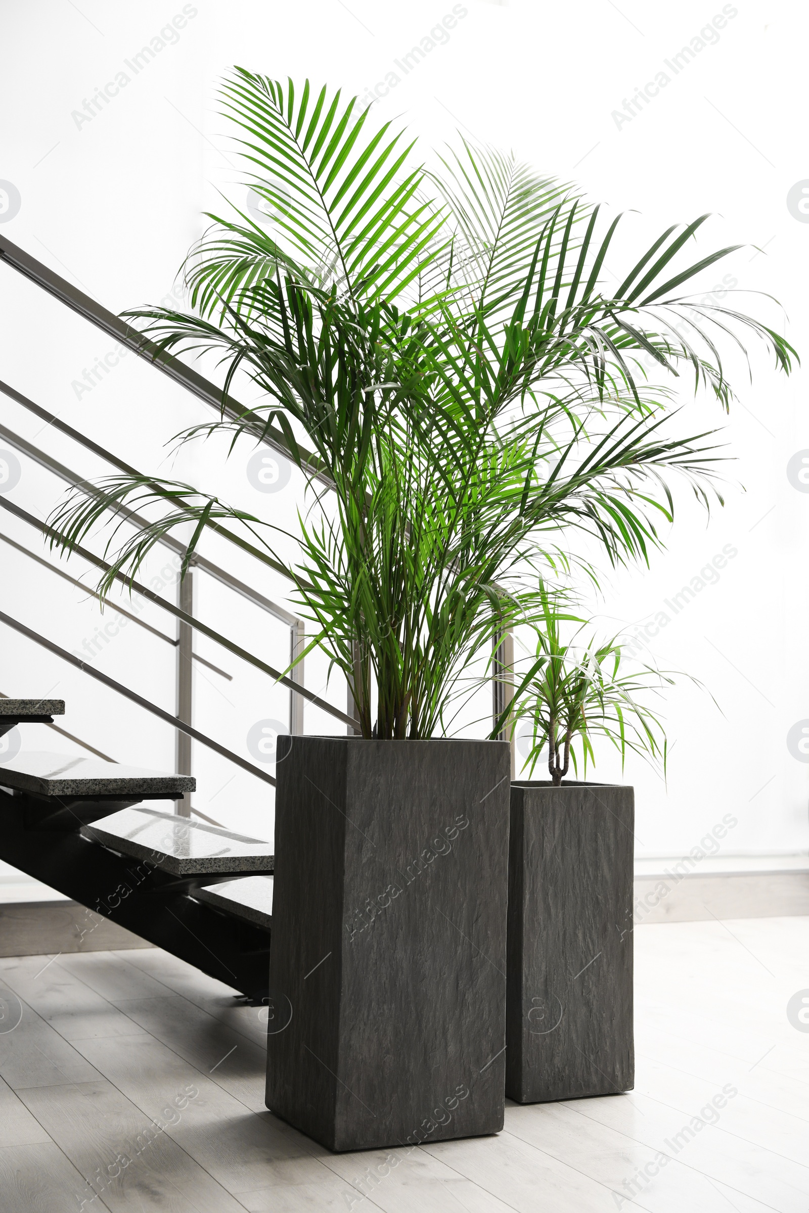 Photo of Beautiful tropical plants near stair indoors. Element of interior design