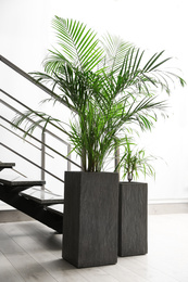 Beautiful tropical plants near stair indoors. Element of interior design