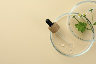 Photo of Petri dishes with chamomile flowers and dropper on beige background, top view. Space for text