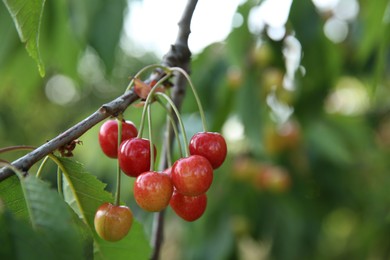 Photo of Cherry tree with green leaves and unripe berries growing outdoors, closeup