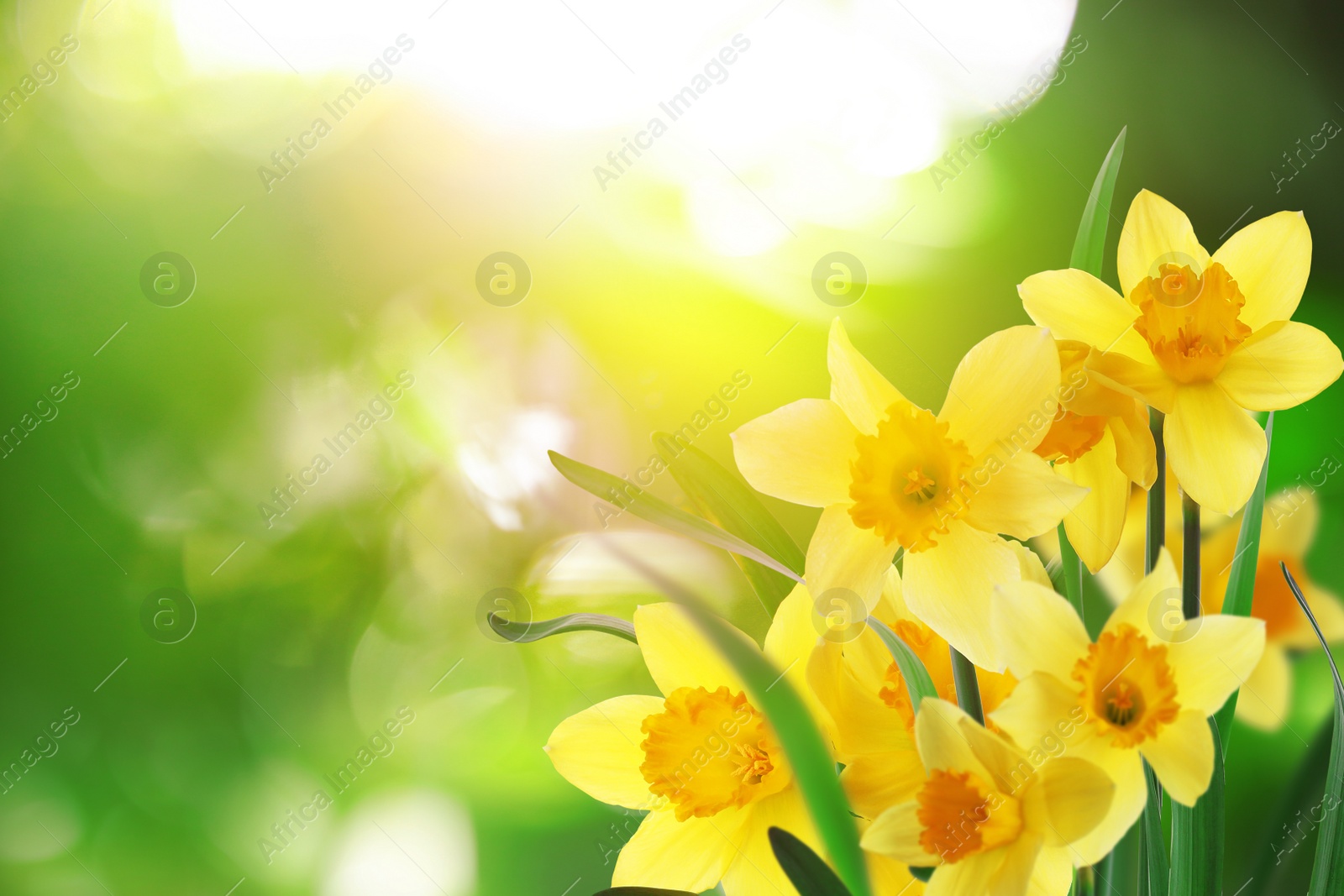 Image of Beautiful blooming yellow daffodils outdoors on sunny day, space for text