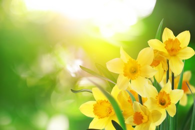 Image of Beautiful blooming yellow daffodils outdoors on sunny day, space for text