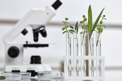 Laboratory glassware with different plants on table against blurred background, space for text. Chemistry research