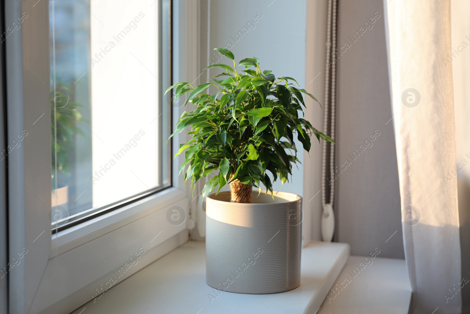 Photo of Potted Ficus benjamina plant on window sill at home