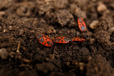 Many firebugs on ground in garden, closeup view