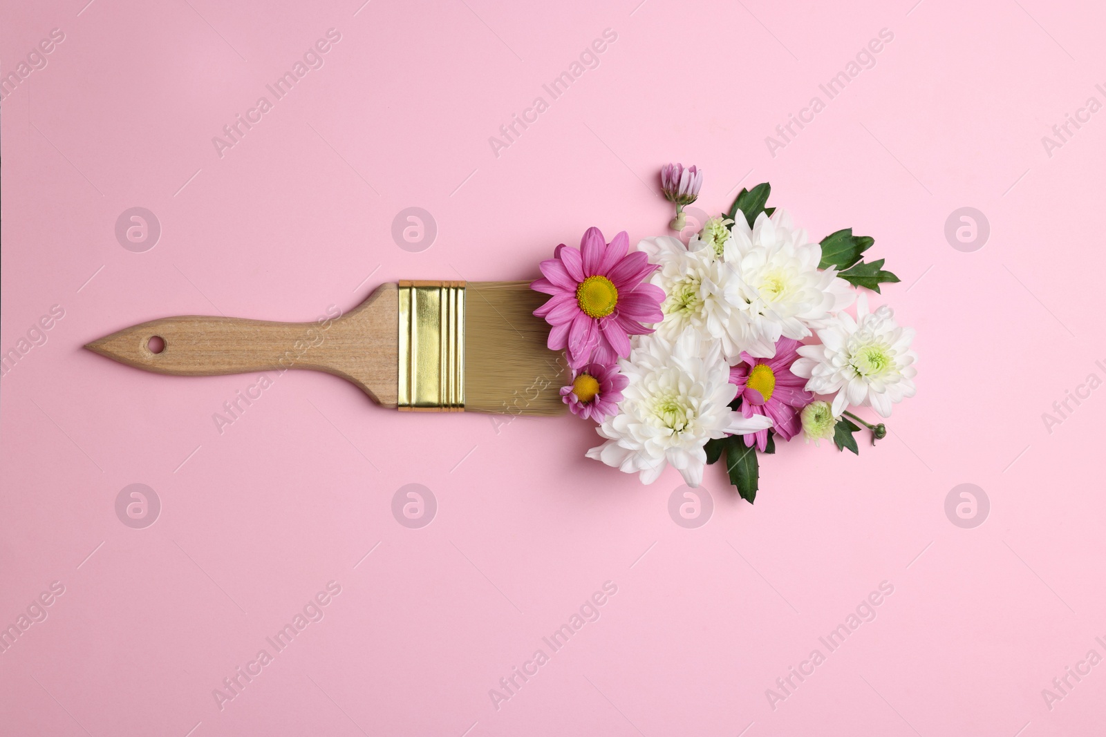 Photo of Brush with colorful flowers of chrysanthemum on light pink background, top view. Creative concept