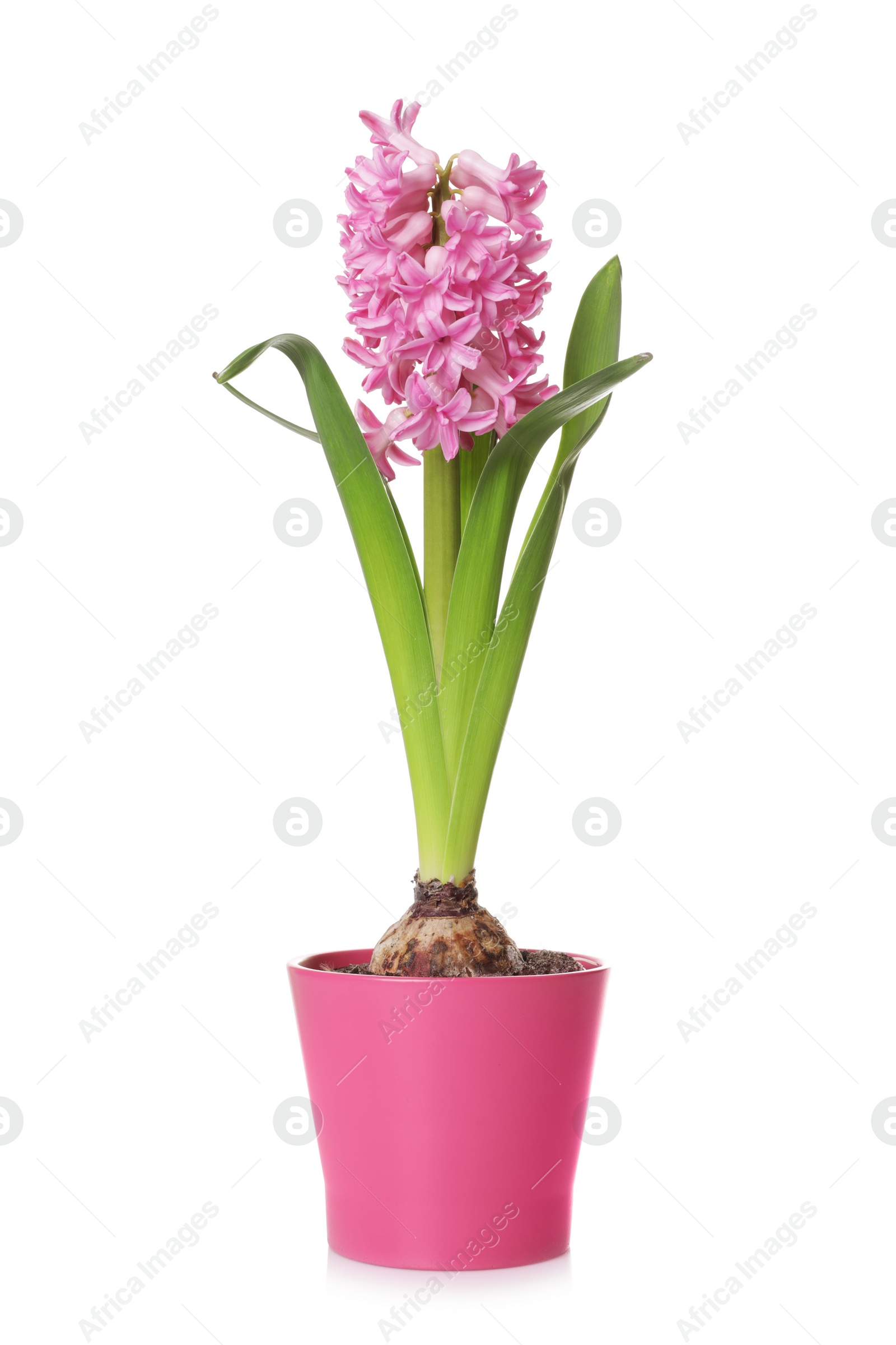 Photo of Beautiful spring hyacinth flower isolated on white