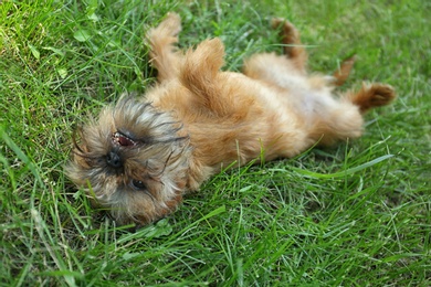 Photo of Cute fluffy dog on green grass in park