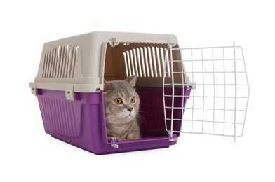 Photo of Travel with pet. Cute cat in carrier on white background