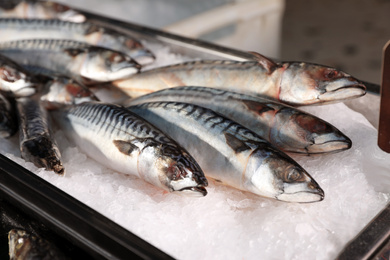 Fresh raw fish on ice in supermarket