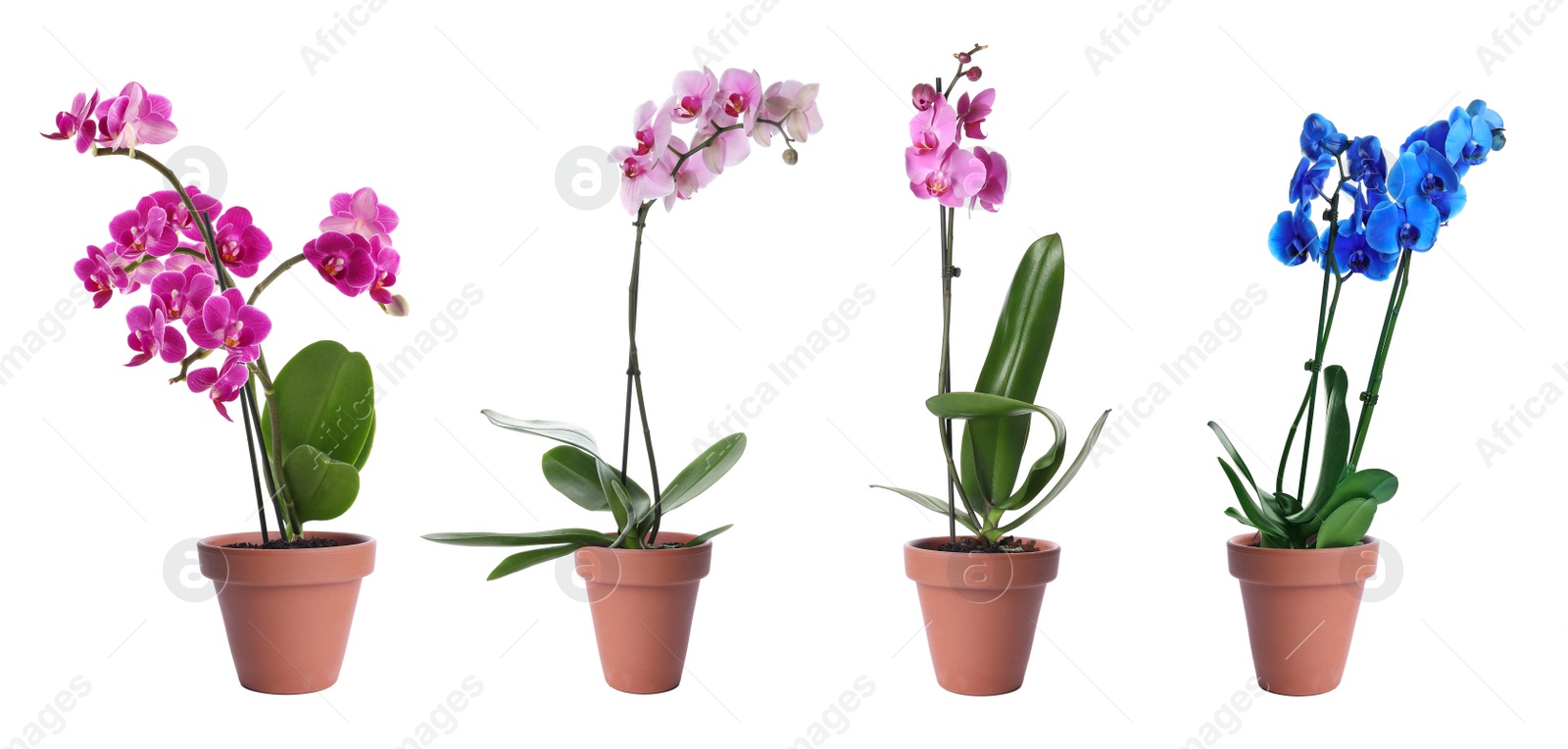 Image of Set of blooming orchid plants in flower pots on white background. Banner design