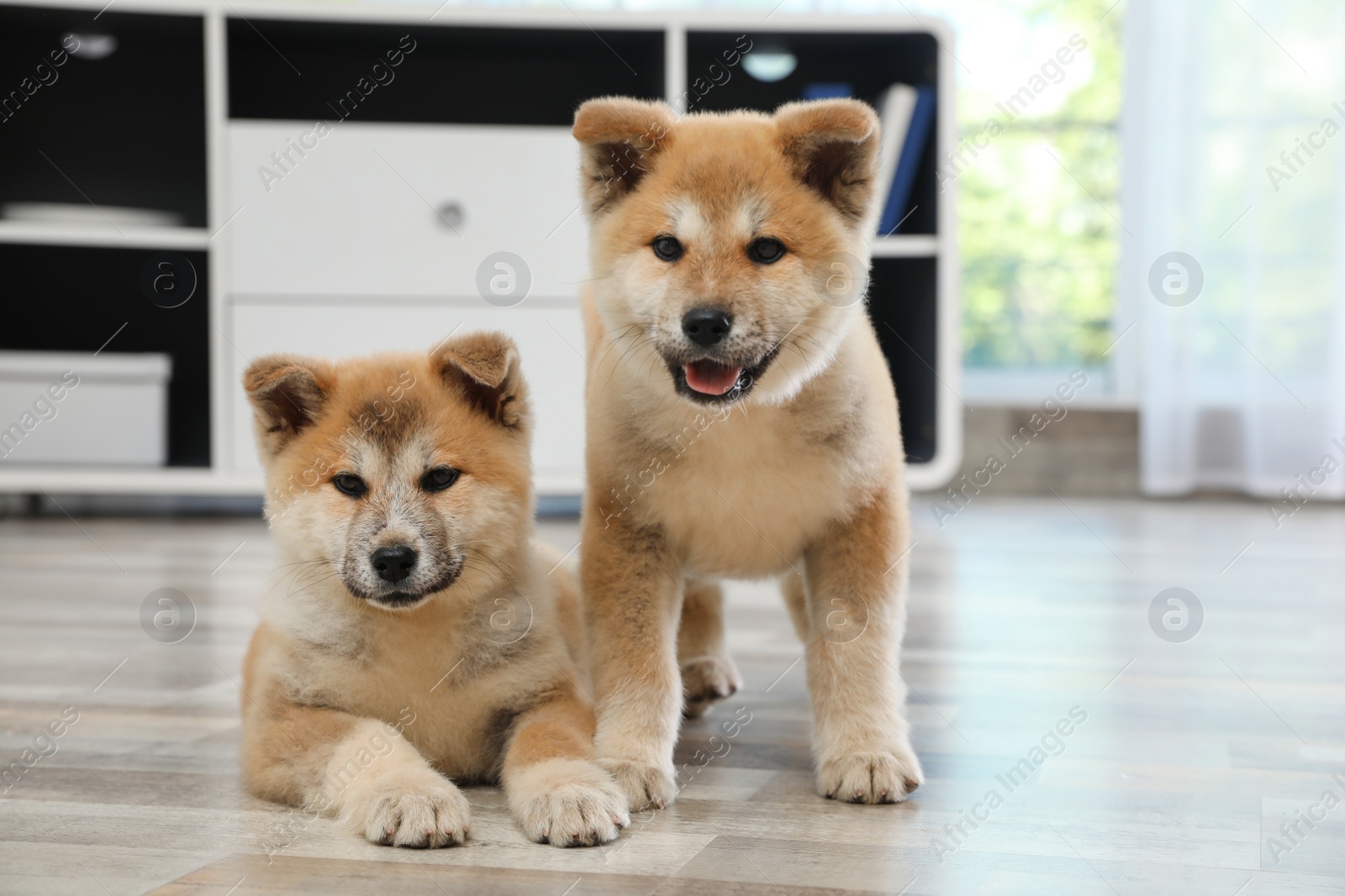 Photo of Adorable Akita Inu puppies on floor at home