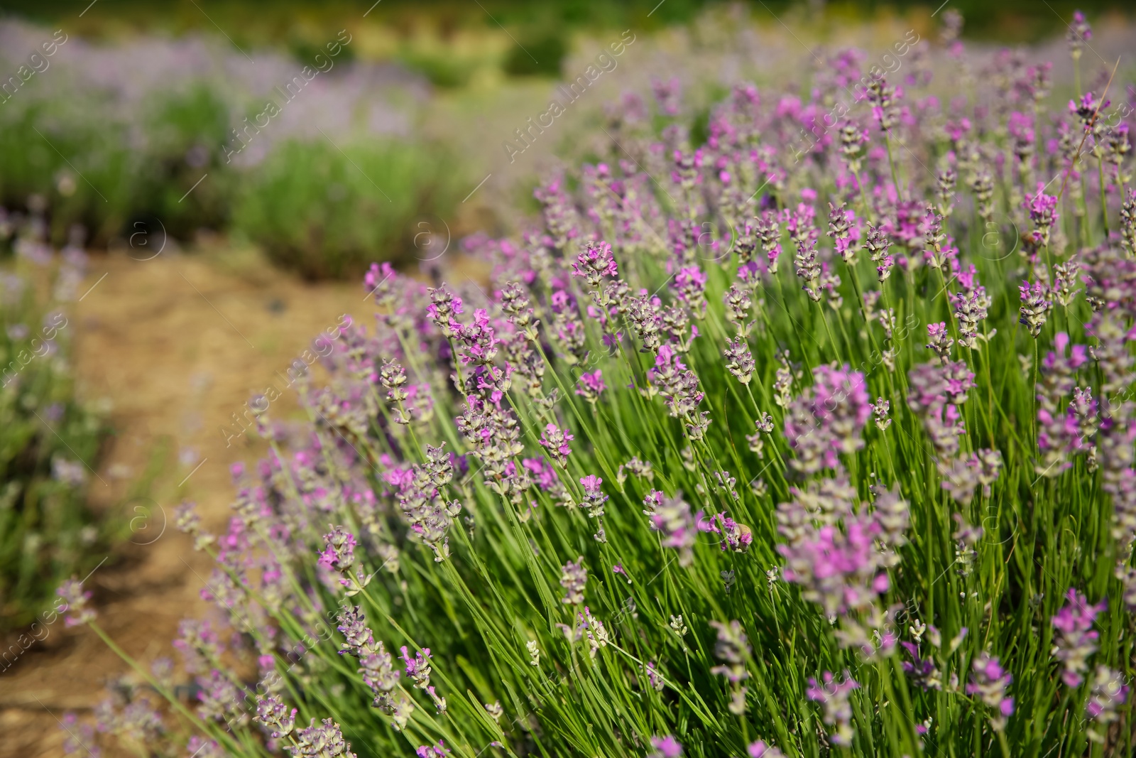 Photo of Beautiful lavender flowers growing in field, closeup