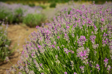 Beautiful lavender flowers growing in field, closeup