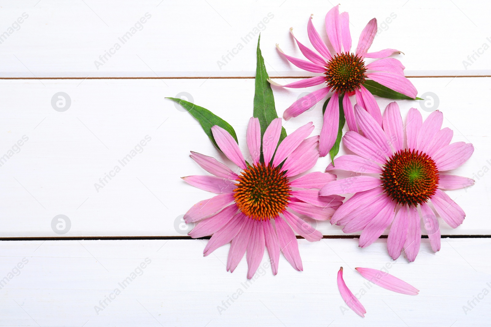 Photo of Beautiful echinacea flowers on white wooden table, flat lay. Space for text