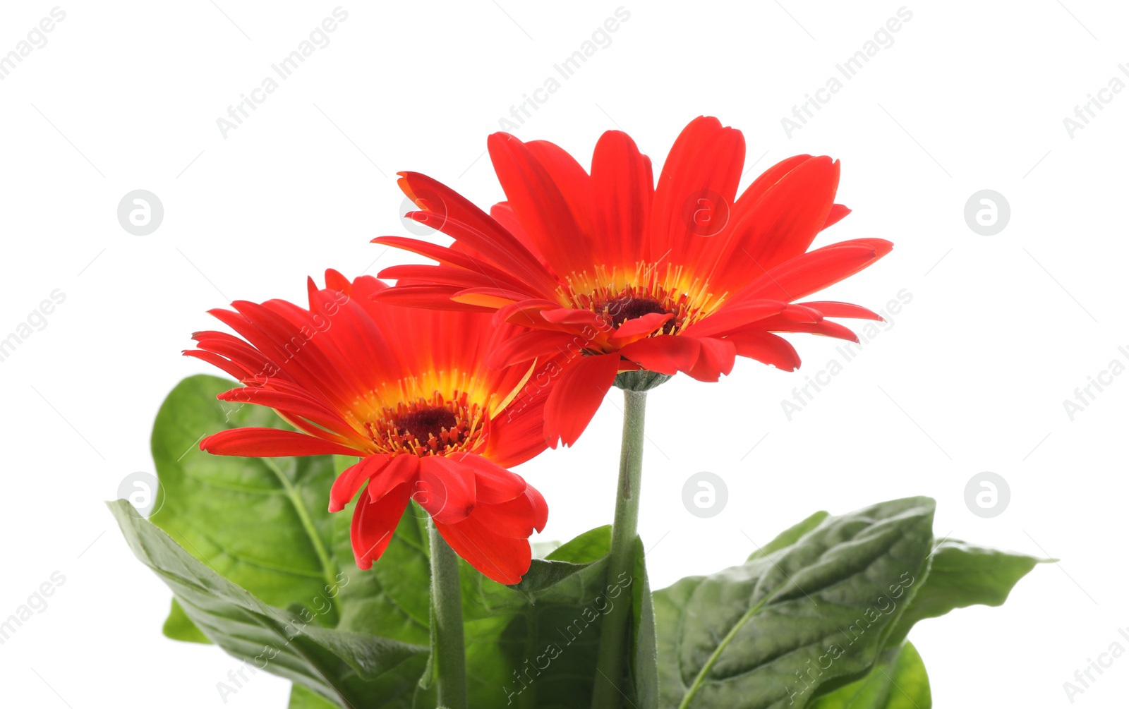 Photo of Beautiful colorful gerbera flowers on white background
