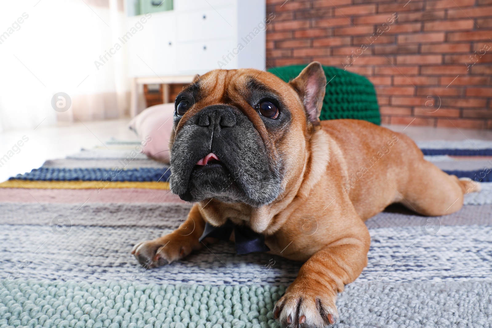 Photo of Funny French bulldog lying on floor indoors