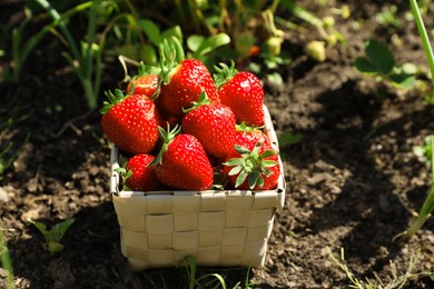 Photo of Basket of ripe strawberries in field on sunny day, closeup