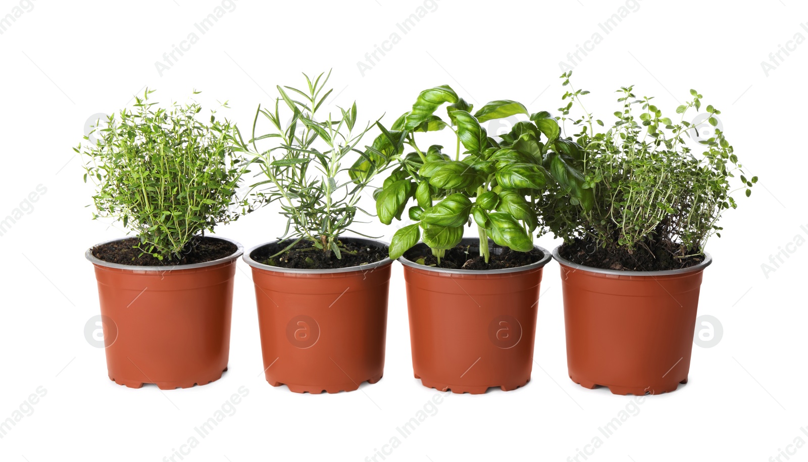 Photo of Different aromatic potted herbs on white background