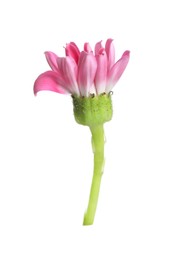 One beautiful pink daisy bud isolated on white