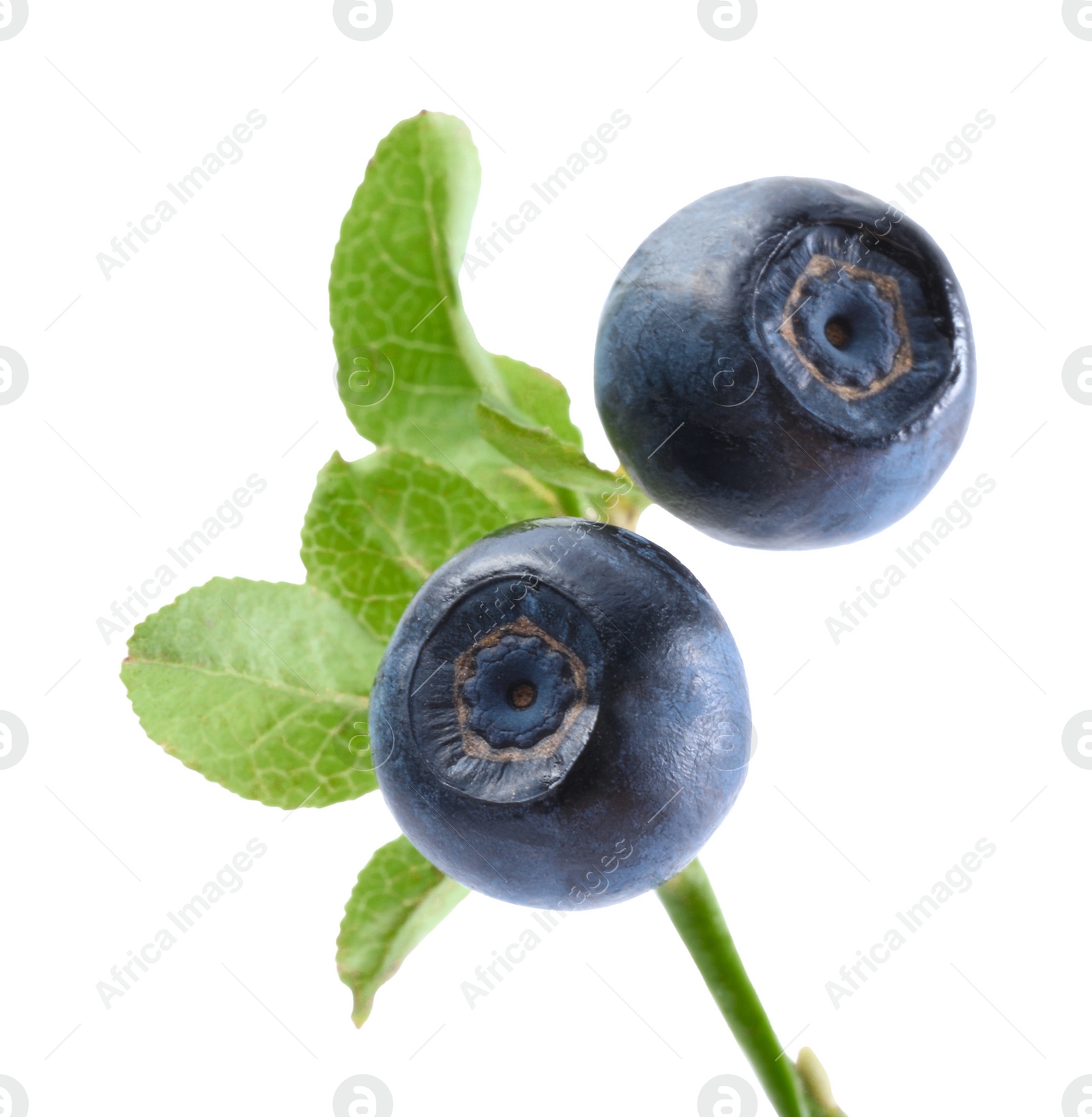 Photo of Twig with ripe bilberries isolated on white