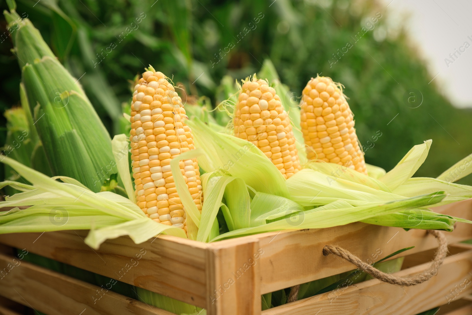 Photo of Wooden crate with fresh ripe corn on field