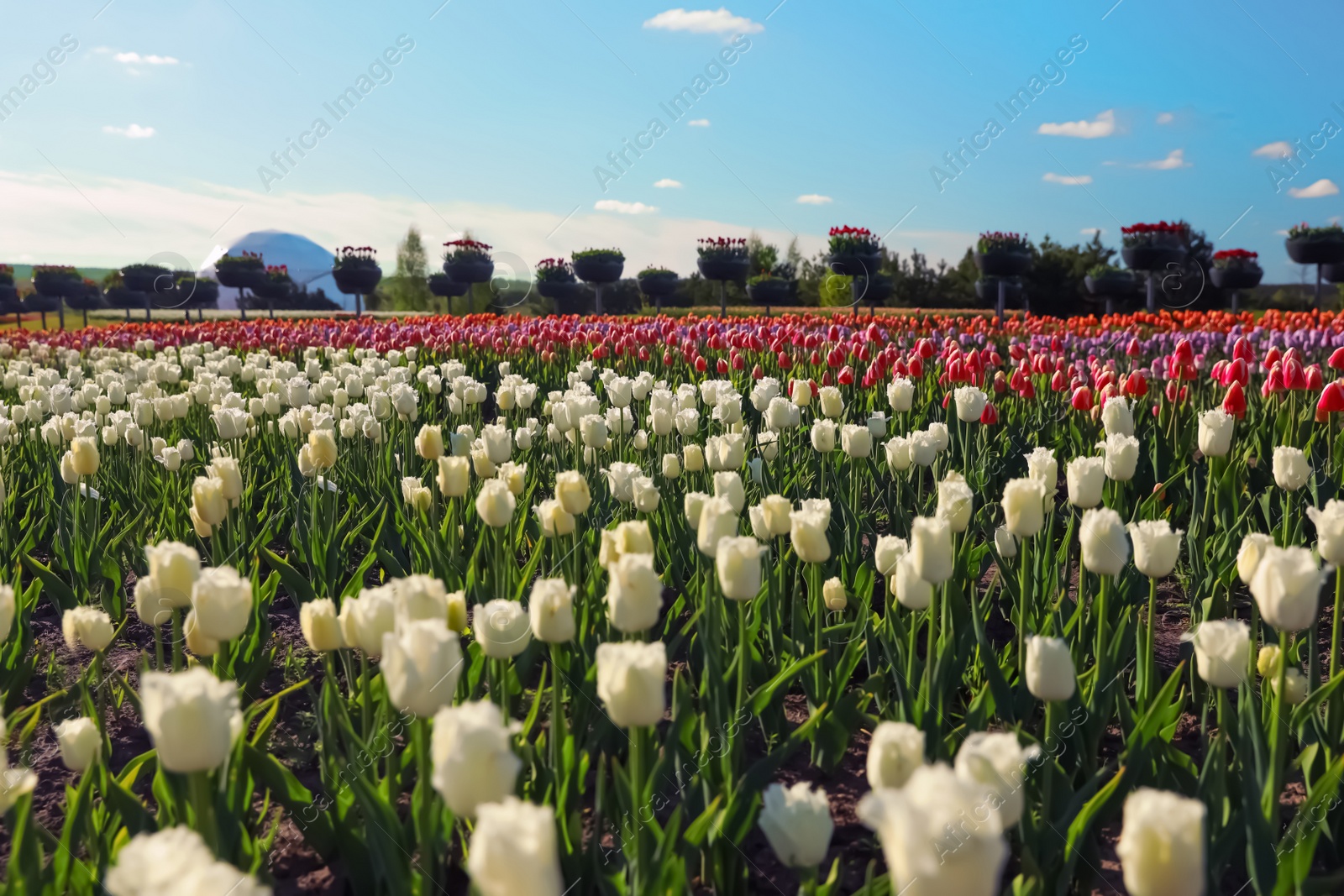 Photo of Beautiful view of field with blossoming tulips on sunny day