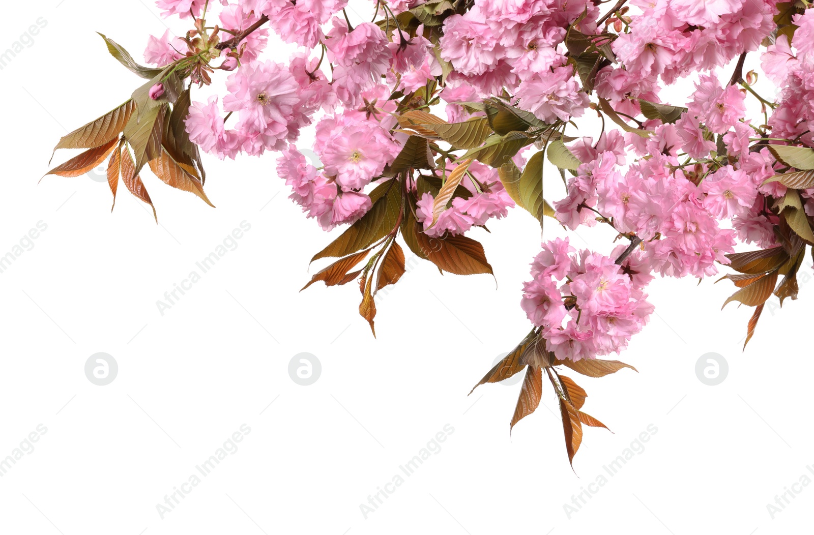 Image of Beautiful sakura tree branches with delicate pink flowers on white background