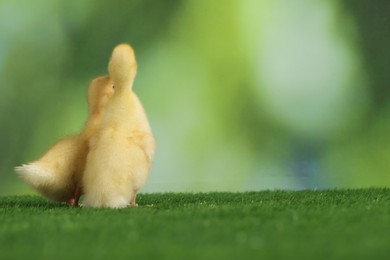 Photo of Cute fluffy ducklings on artificial grass against blurred background, space for text. Baby animals