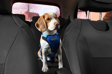 Photo of Cute Beagle dog in car. Adorable pet