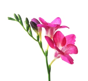 Photo of Beautiful freesia flower on white background